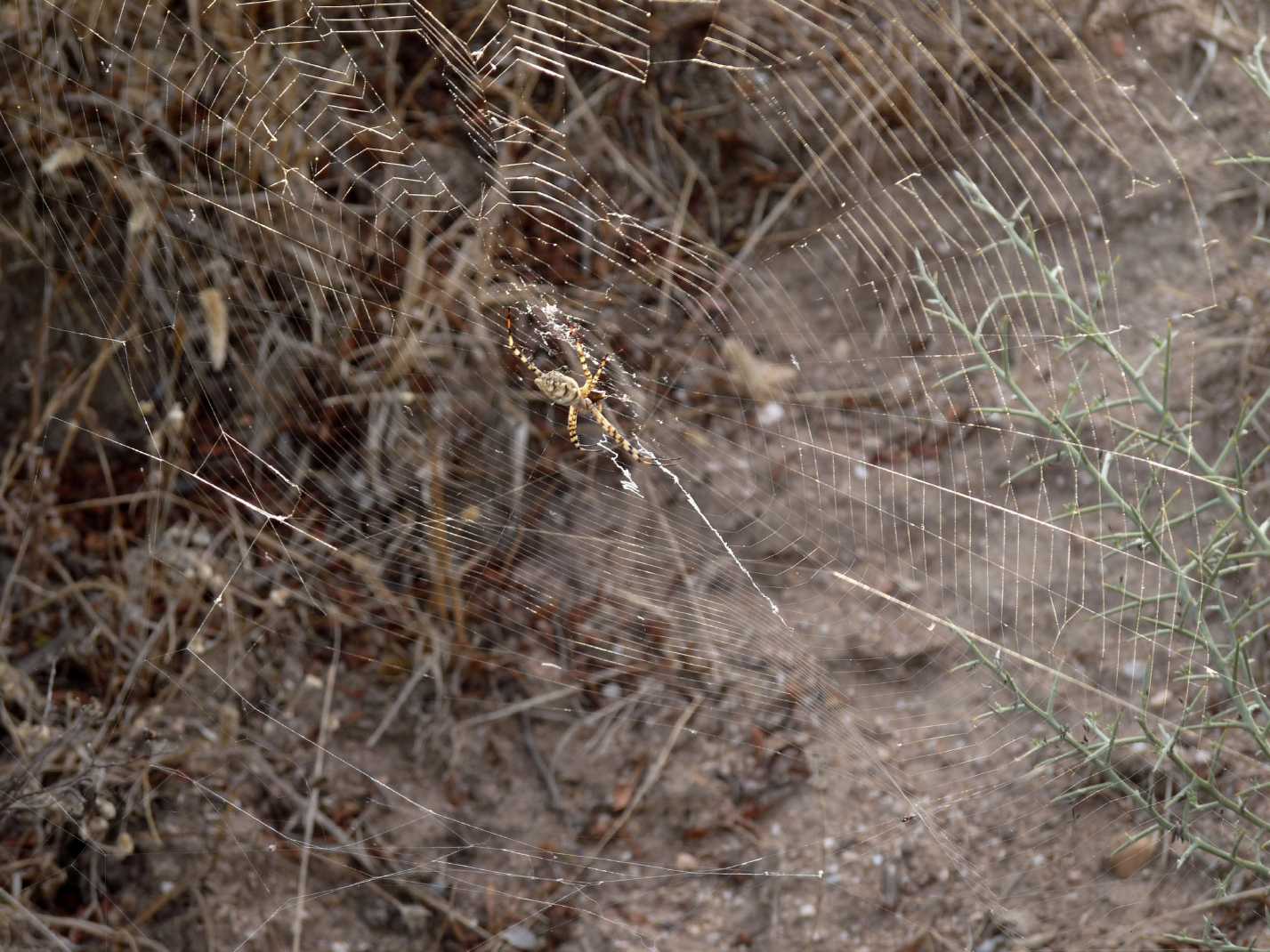 Il paradiso delll''Argiope